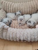 Neva Masquarade Kitten in 04600