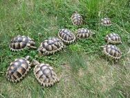 3 und 4 Jahre alte Breitrandschildkröten, Landschildkröten - Fürstenwalde (Spree)