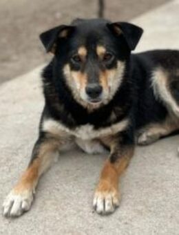 Inatchy sucht ihr Glück 🍀 - Sindelfingen