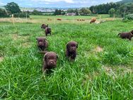 Labrador Welpen Schokobraun mit Ahnentafel - Bopfingen