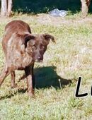 Helfen Sie Lua dabei zu funkeln?💎 in 76879