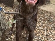 Traum Spaniel Kalu sucht dich/euch# - Essen