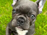 Auszugsbereit Französische Bulldogge Welpe blue - Homberg (Efze)