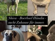 Boerboel Hündin sucht ein Zuhause - Aldenhoven