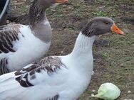 Gänse in liebevolle Hände abzugeben - Wagenhoff