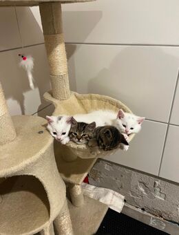 🐾 Wunderschöne Britisch Kurzhaar x Khao Manee Kätzchen suchen ein liebevolles Zuhause 🐾 - Bobenheim-Roxheim