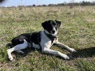 Traumhund sucht sein Glück - Berlin