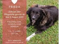 FRIEDA sanfte Hündin sucht Zuhause - Duisburg