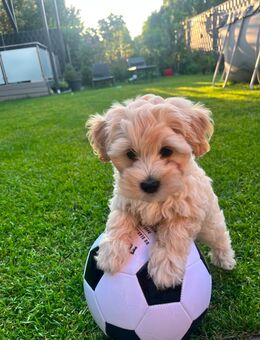 Süße Maltipoo F1 - Römerberg