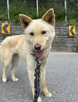 Hübscher Mokdan sucht ein Zuhause ♥ - Ebstorf (Klosterflecken)