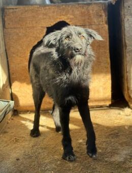 Tiffy ist neugierig, aber unsicher - Chemnitz