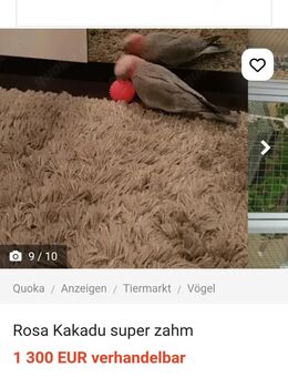 Rosa Kakadu sehr zahm - Hamburg Altona