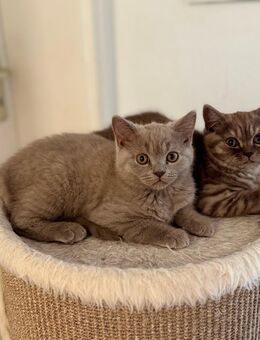 reinrassige BKH Kitten suchen - Augsburg
