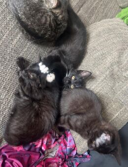 12 Wochen alte Katzen suchen ein neues zur Hause - Witten