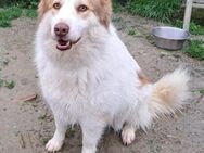 Molly3 neugierig, lustig und offen GRC - Ruppertsecken