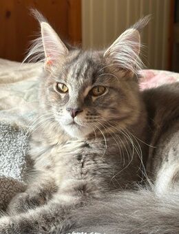 Wunderschöne reinrassige Maine Coon Jungkatze - Wermelskirchen