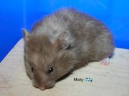 Junge Teddyhamster 8 Wochen alt - Rodenbach (Hessen)