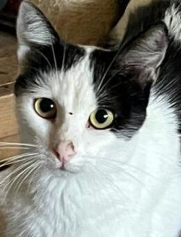 NOTFALL Katzenfamilie sucht Zuhause! - Sulzbach-Laufen