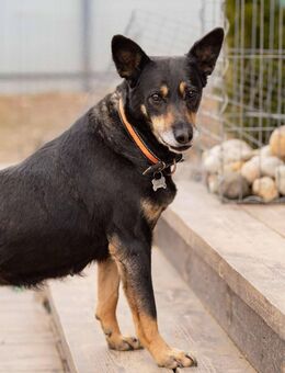 Kluge Dana sucht liebevolles Zuhause - Duisburg