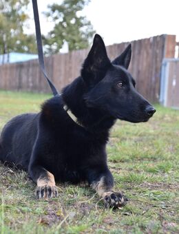 Deutsche Schäferhündin - Hochkirch