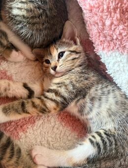 Kitten suchen ein liebevolles Zuhause 💞 - Niederfell