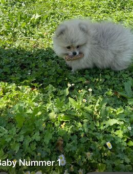 Pomeranian Welpen Bärchen - Frechen