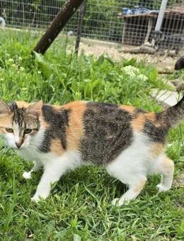 Glückskatze Venus sucht dringend - Kallmünz