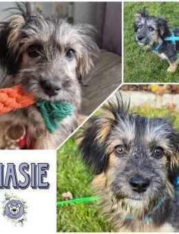 CHASIE * liebenswerter Terrierbub - Duisburg