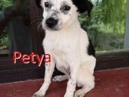 PETYA ❤ wartet in 91567 Herrieden - Langenhagen