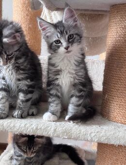 Tolle XXL Maine Coon Kitten , Katzen Kater - Nürnberg