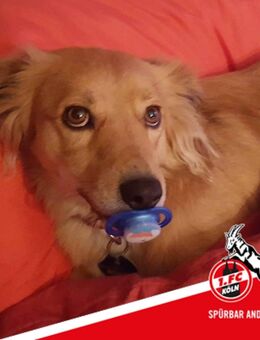 Suche tierliebe Vermieter mit Häuschen und Garten - Niederkassel