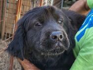 ARCHIE🩵Familien-Chow-Chow-Retriever-Mix - Hamburg