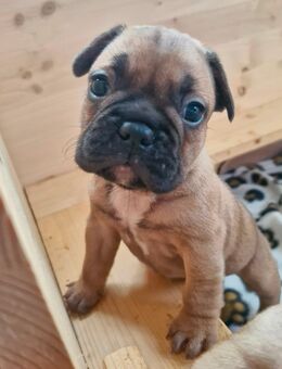 Französische Bulldog Welpen - Vöhl