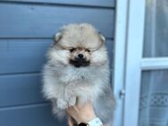 Reinrassige Pomeranian - Gummersbach