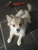 Zwergspitz Welpe Hündin in 66640