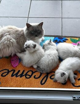 Reinrassige Ragdoll Kitten - Herne Röhlinghausen