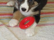 Border Collie Bordercollie Welpen - München Moosach