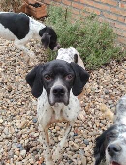 Hugo sucht Action PointerPowerHerz - Müglitztal