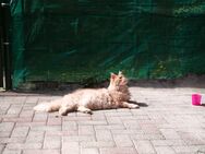 Traumkatze sucht ein Zuhause - Aurich