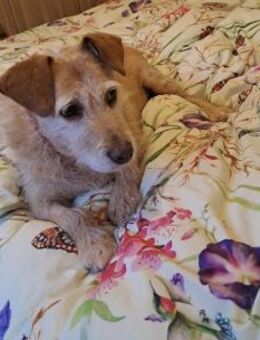 BECKY ❤️ bereit für ihr Für-immer-Zuhaus - Fahrenzhausen