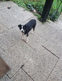 Mischlingshündin Peggy 2 Jahre sucht Ihr Lieblingsfrauchen - Borken