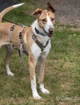 Rio ist ein netter Rüde - Egelsbach