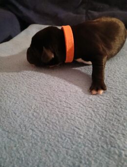 Dalmador Welpen geb. 24.10.2025 - Wildeck