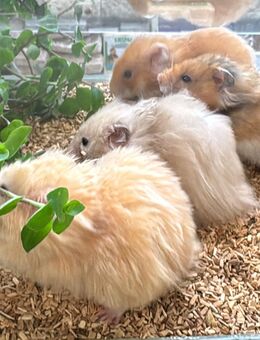 Teddyhamster männlich - Altötting