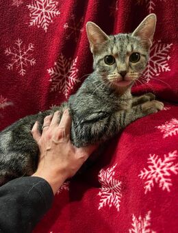 Babykatzen suchen ein Zuhause - Limbach (Baden-Württemberg)