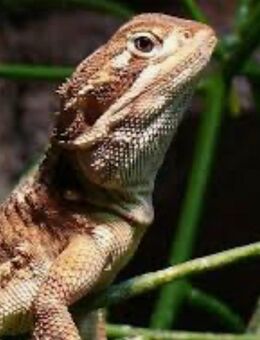 Suche Zwergbartagame (Pogona henrylawsoni) - Hamburg Wandsbek