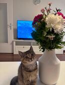 Britisch Kurzhaar Katze reinrassig in 89073