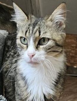 FANNY - liebt kuscheln und schmusen! - Sulzbach-Laufen