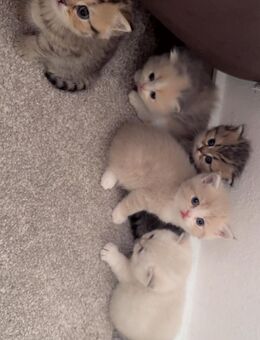 Wunderschöne BKH Kitten - Dortmund