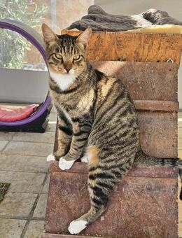 Amicus, der Kuschelprofi - Kirchheim (München)